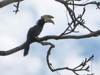 Black Hornbill - male  - Krung Ching NP