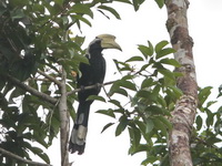 Black Hornbill - male  - Khao Luang Krung Ching NP