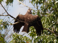 Black Kite - lineatus  - Phuket