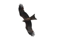 Black Kite - migrans  - Baak Phli