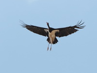 Black Stork  - Taphan Hin