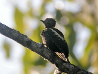 Black-and-Buff Woodpecker - female  - Phu Khieo WS