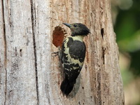 Black-and-Buff Woodpecker - male  - Khao Yai NP