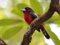 Black-and-Red Broadbill  - Phang Nga