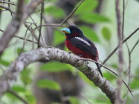 Black-and-Red Broadbill  - Ao Phang Nga NP