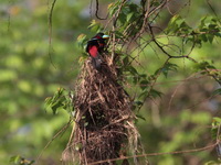 Black-and-Red Broadbill  - Kaeng Krachan NP