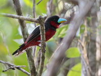 Black-and-Red Broadbill  - Ao Phang Nga NP
