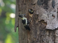 Black-and-buff Woodpecker - male  - Kaeng Krachan NP