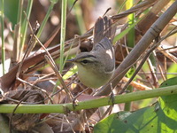 Black-browed Reed Warbler  - Bueng Boraphet