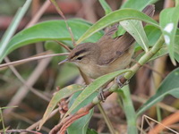 Black-browed Reed Warbler  - Bueng Boraphet