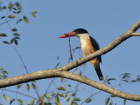Black-capped Kingfisher  - Kaeng Krachan NP