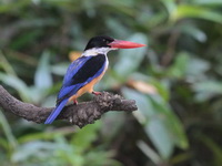 Black-capped Kingfisher  - Krabi