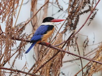 Black-capped Kingfisher  - Bueng Boraphet