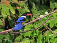 Black-capped Kingfisher  - Khao Sok NP