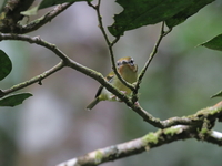 Black-eared Shrike-babbler - female  - Bang Lang NP