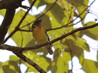 Black-eared Shrike-babbler - male  - Kaeng Krachan NP