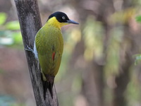Black-headed Woodpecker - female  - Huay Kha Kaeng WS