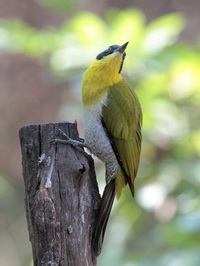 Black-headed Woodpecker - female  - Huay Kha Kaeng WS