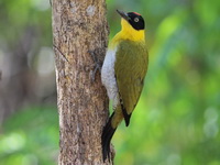 Black-headed Woodpecker - male  - Huay Kha Kaeng WS