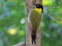 Black-headed Woodpecker - male  - Huay Kha Kaeng WS