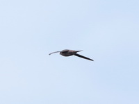 Black-nest Swiftlet  - Thale Noi