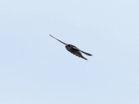 Black-nest Swiftlet  - Thale Noi