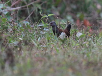 Black-tailed Crake  - Doi Inthanon NP
