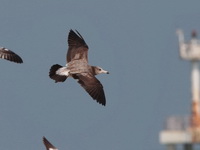 Black-tailed Gull - juvenile  - Laem Pak Bia