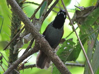 Black-throated Babbler  - Khao Luang Krung Ching NP