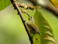 Black-throated Sunbird - female  - Doi Suthep NP