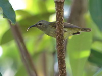 Black-throated Sunbird - female  - Phu Suan Sai NP