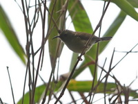 Black-throated Sunbird - female  - Khao Luang NP