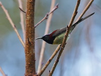 Black-throated Sunbird - male  - Doi Lang