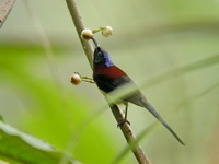 Black-throated Sunbird - male  - Doi Suthep NP