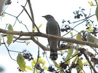 Black-winged Cuckooshrike - female  - Nam Nao NP