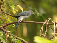 Black-winged Cuckooshrike - male  - Khao Yai NP