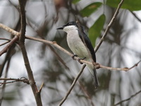 Black-winged Flycatcher-shrike  - Bala