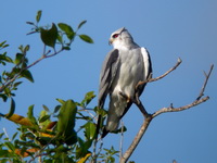 Black-winged Kite  - Phuket