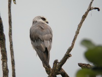 Black-winged Kite  - Khao Yai NP