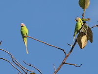 Blossom-headed Parakeet  - Thap Lan NP