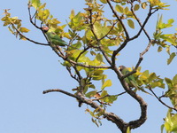 Blossom-headed Parakeet  - Nam Nao NP