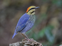 Blue Pitta - male  - Kaeng Krachan NP