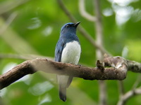 Blue-and-White Flycatcher - male  - Phuket