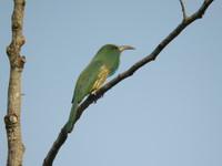 Blue-bearded Bee-eater  - Kaeng Krachan NP