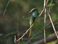 Blue-bearded Bee-eater  - Baan Maka