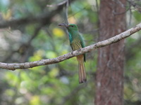 Blue-bearded Bee-eater  - Khao Yai NP