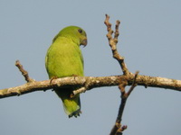 Blue-crowned hanging Parrot - female  - Bala