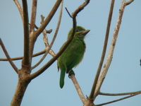 Blue-eared Barbet - juvenile  - Phuket