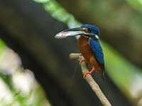 Blue-eared Kingfisher  - Kaeng Krachan NP