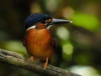 Blue-eared Kingfisher  - Khao Pra Bang Khram WS